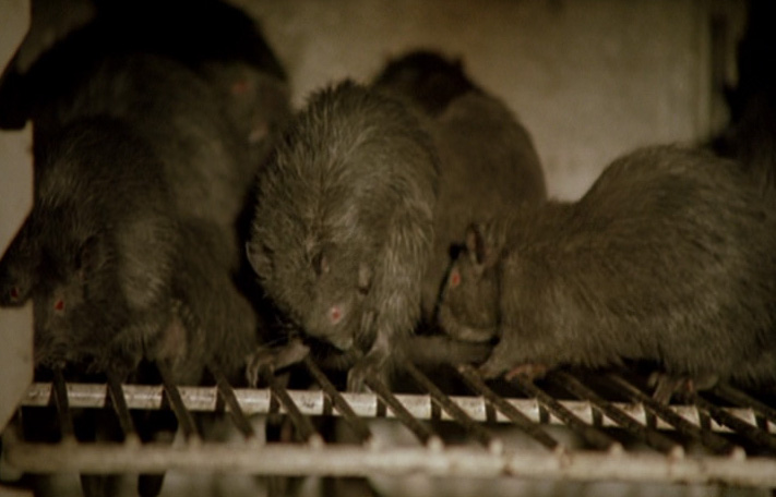Stillbild 3 ur RATS, NATTENS TERROR